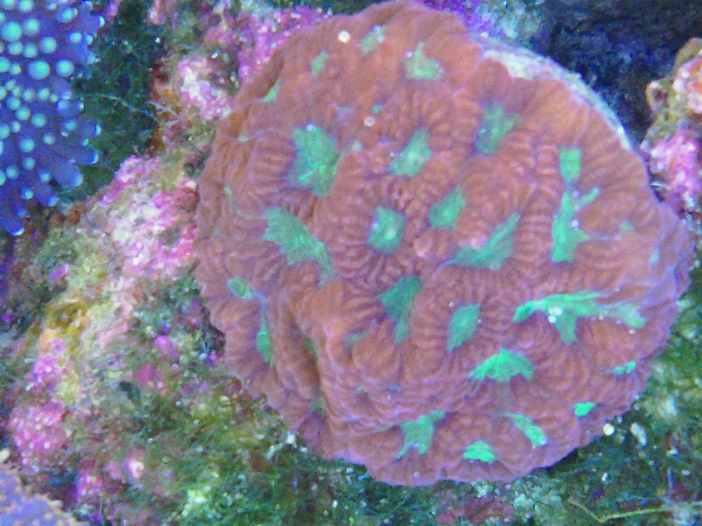 larger star coral