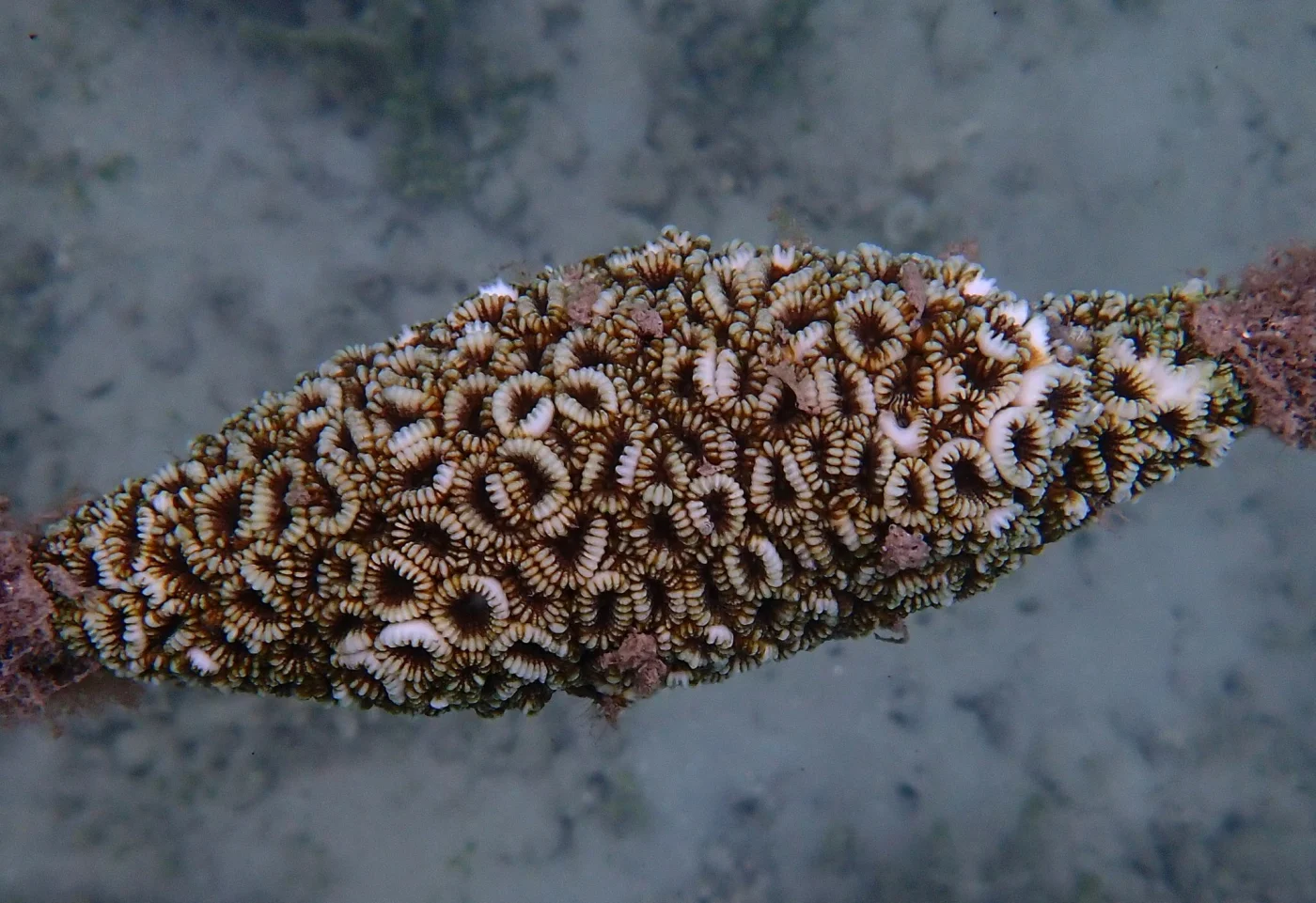 false knob coral