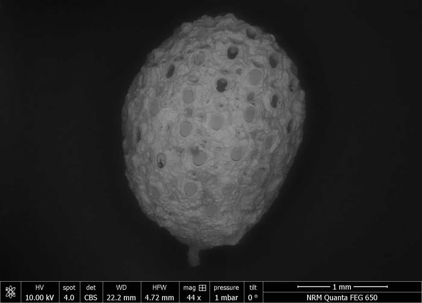 Fedora nodosa