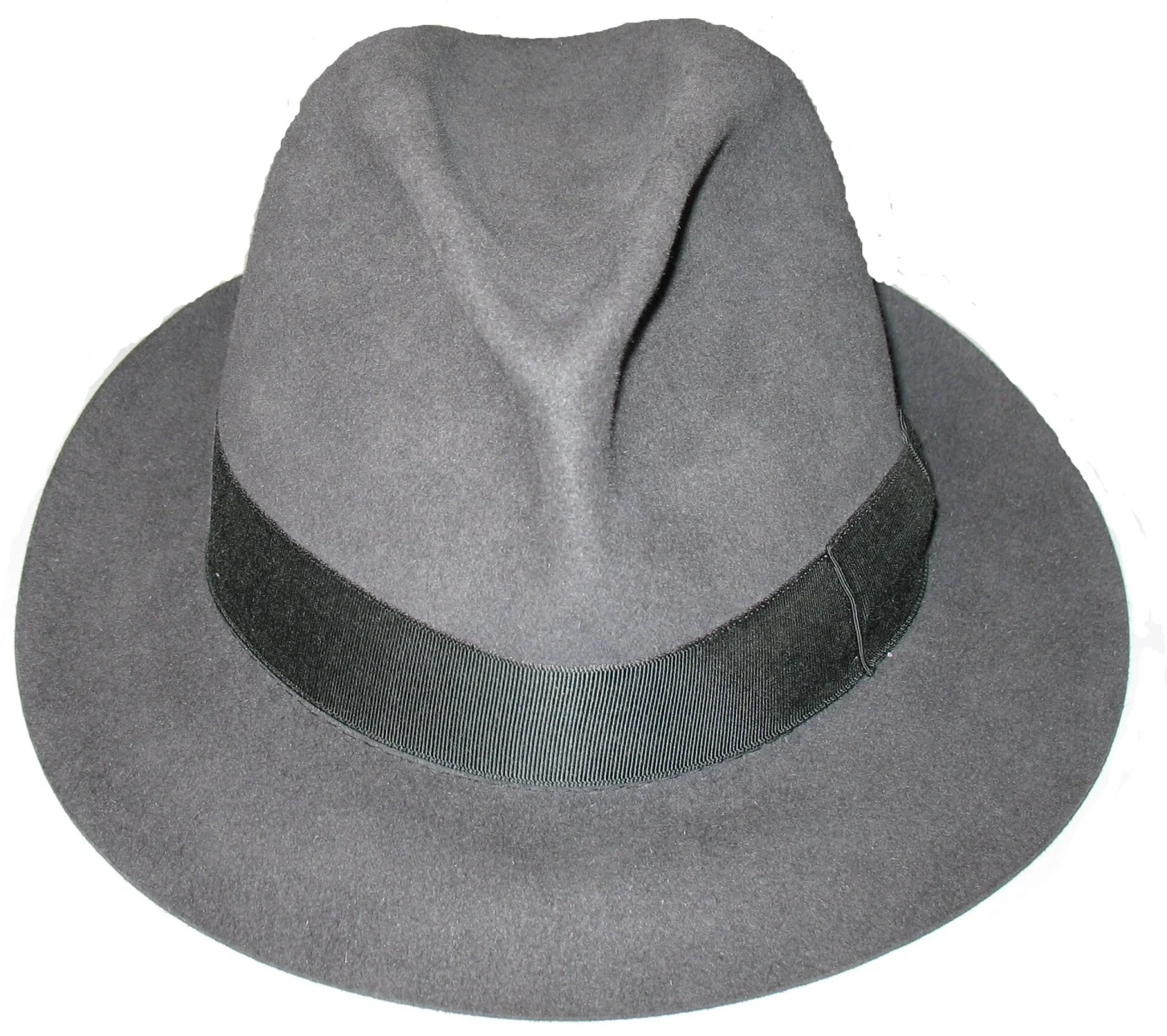 Fedora platydiscus