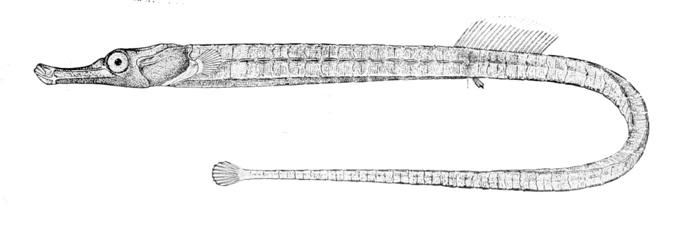 Wass' Pipefish