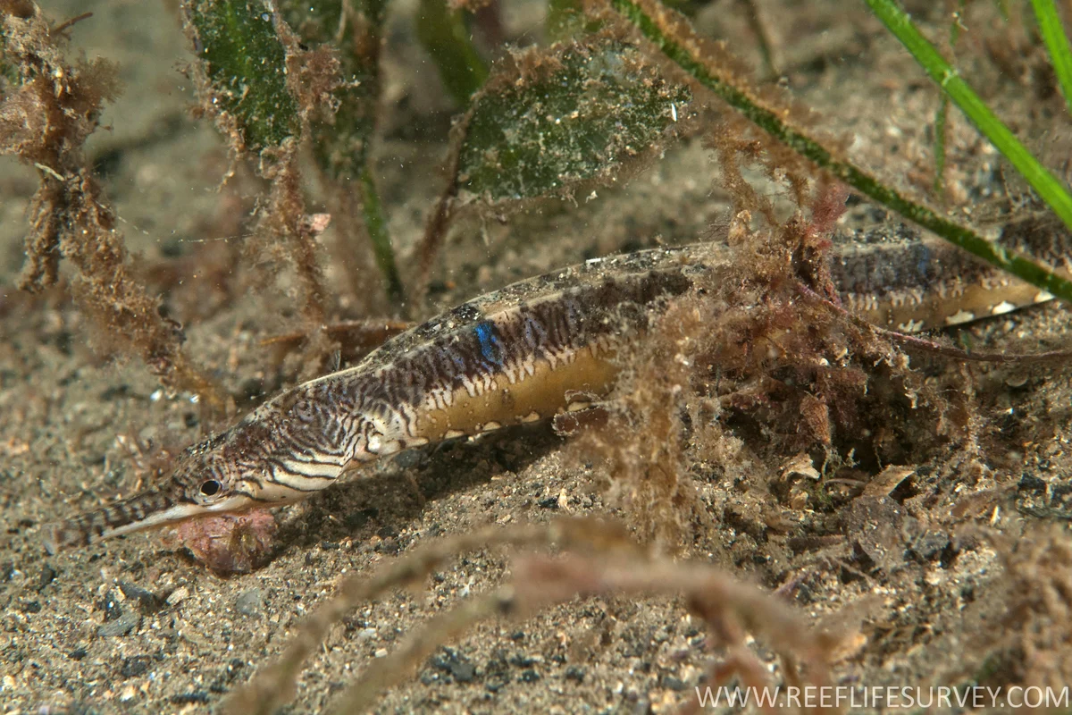 Tentacled pipefish