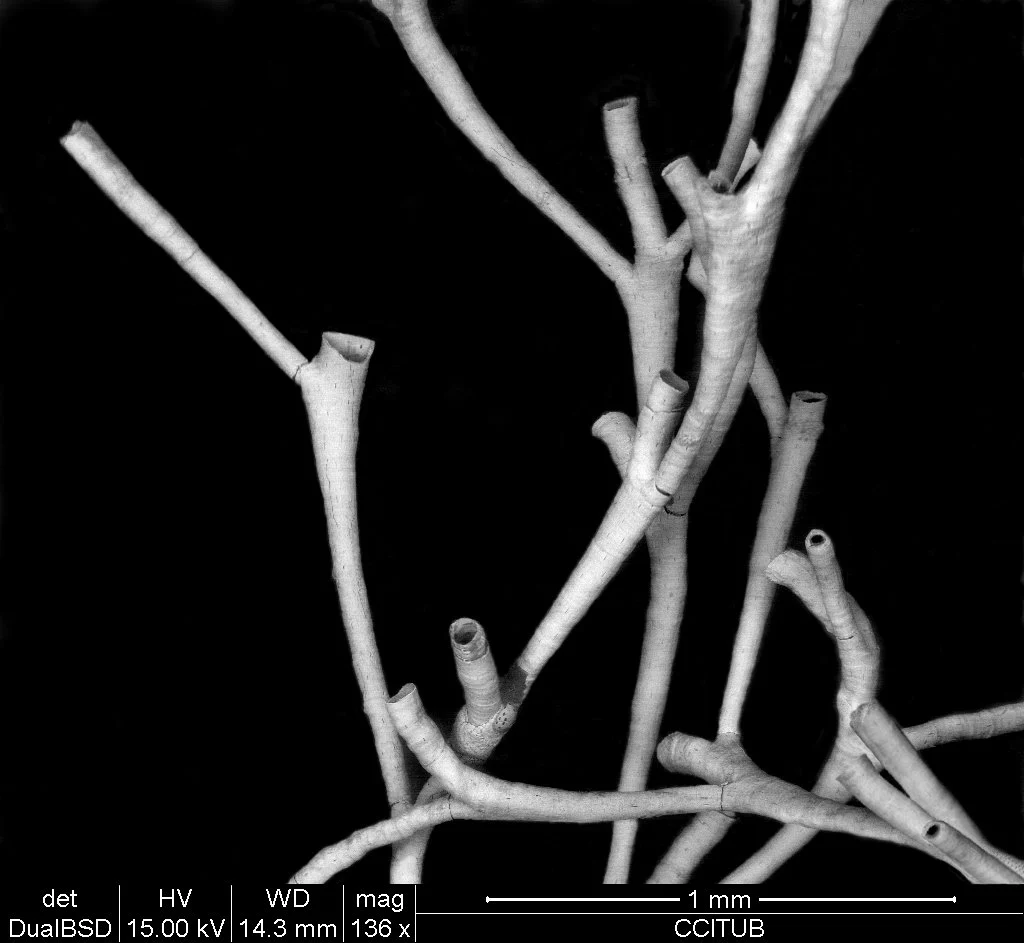 Filicrisia geniculata