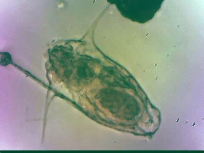 Filinia brachiata