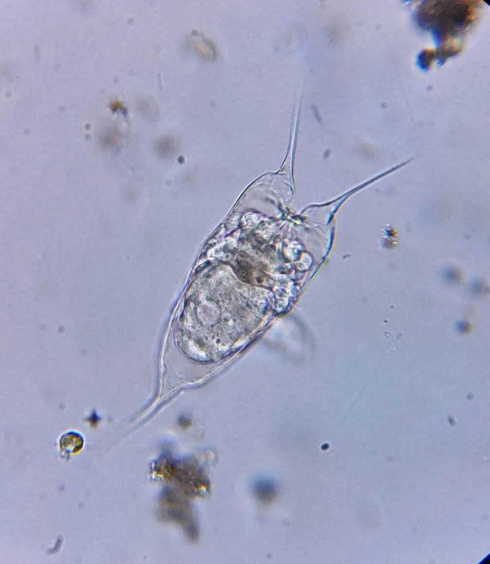 Filinia cornuta