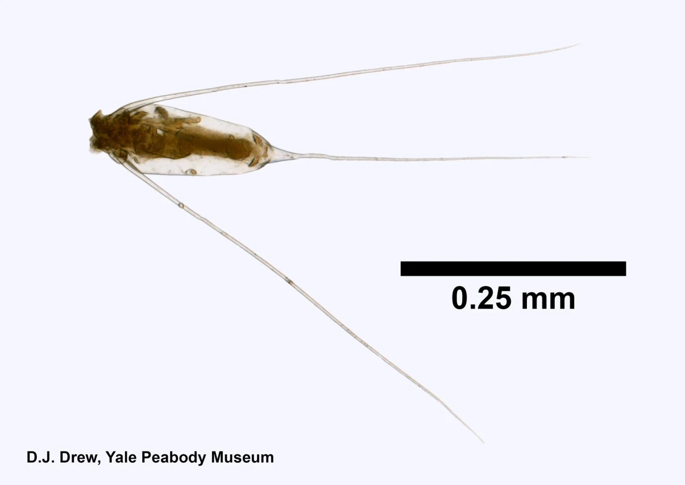 Filinia pejleri