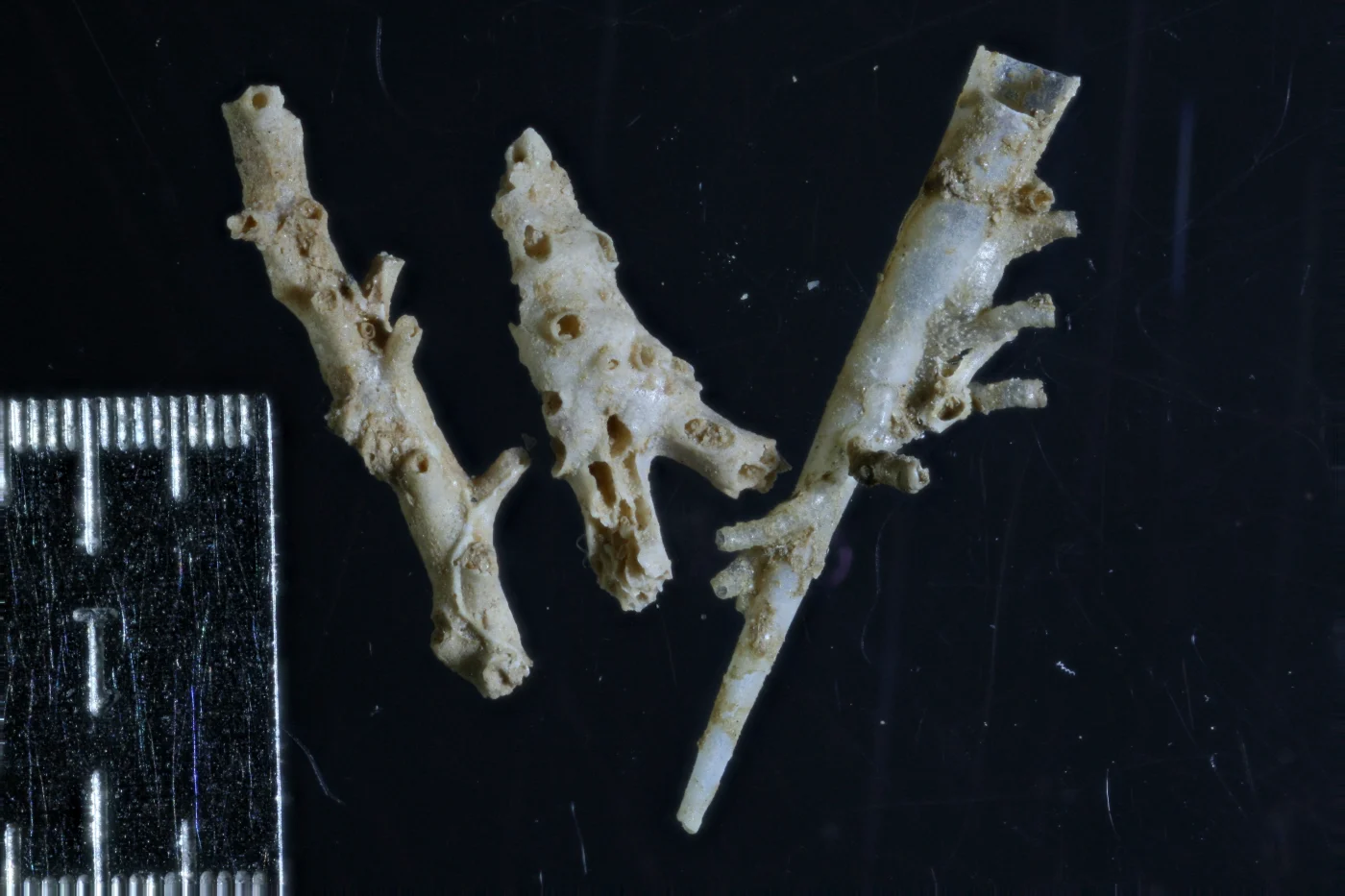 Filisparsa gracilis