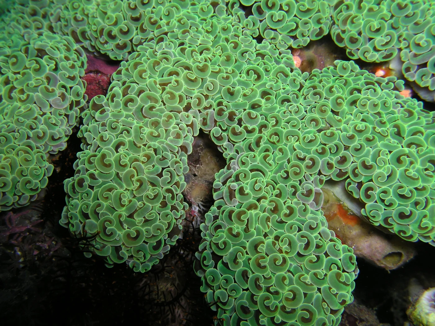 hammer-tooth coral