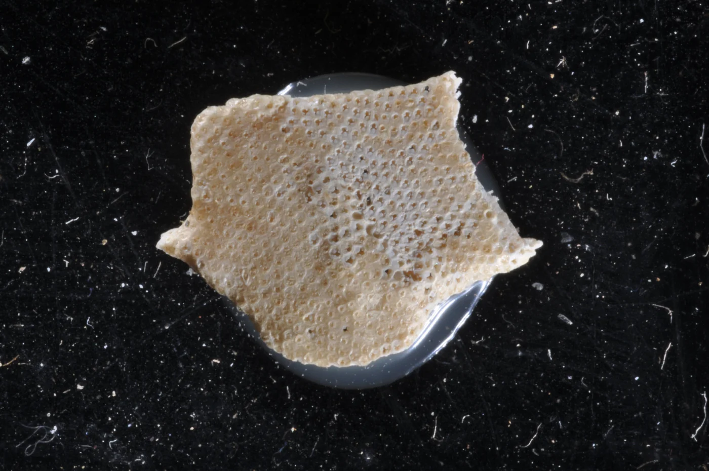 Floridina antiqua