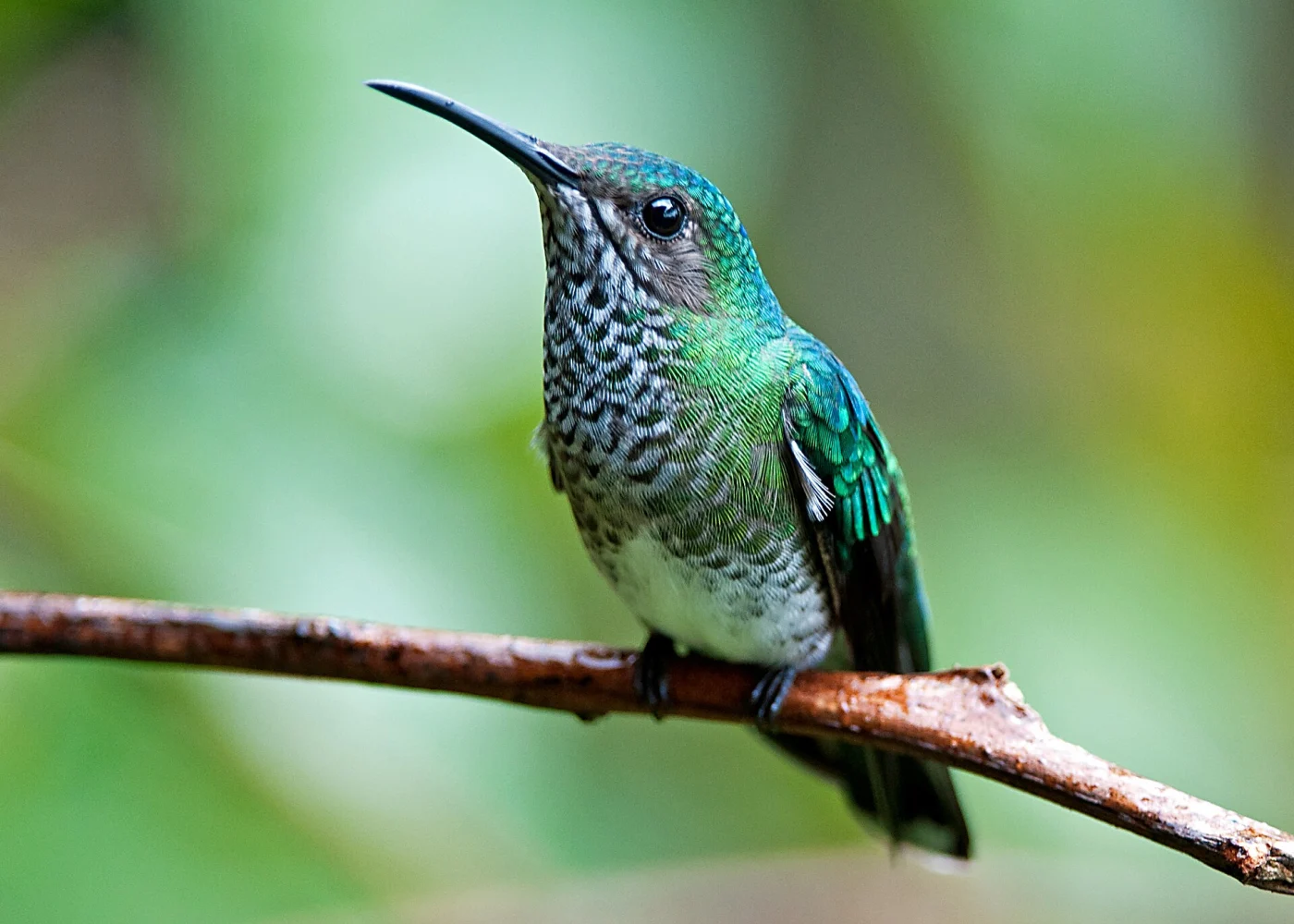 Collared Hummingbird
