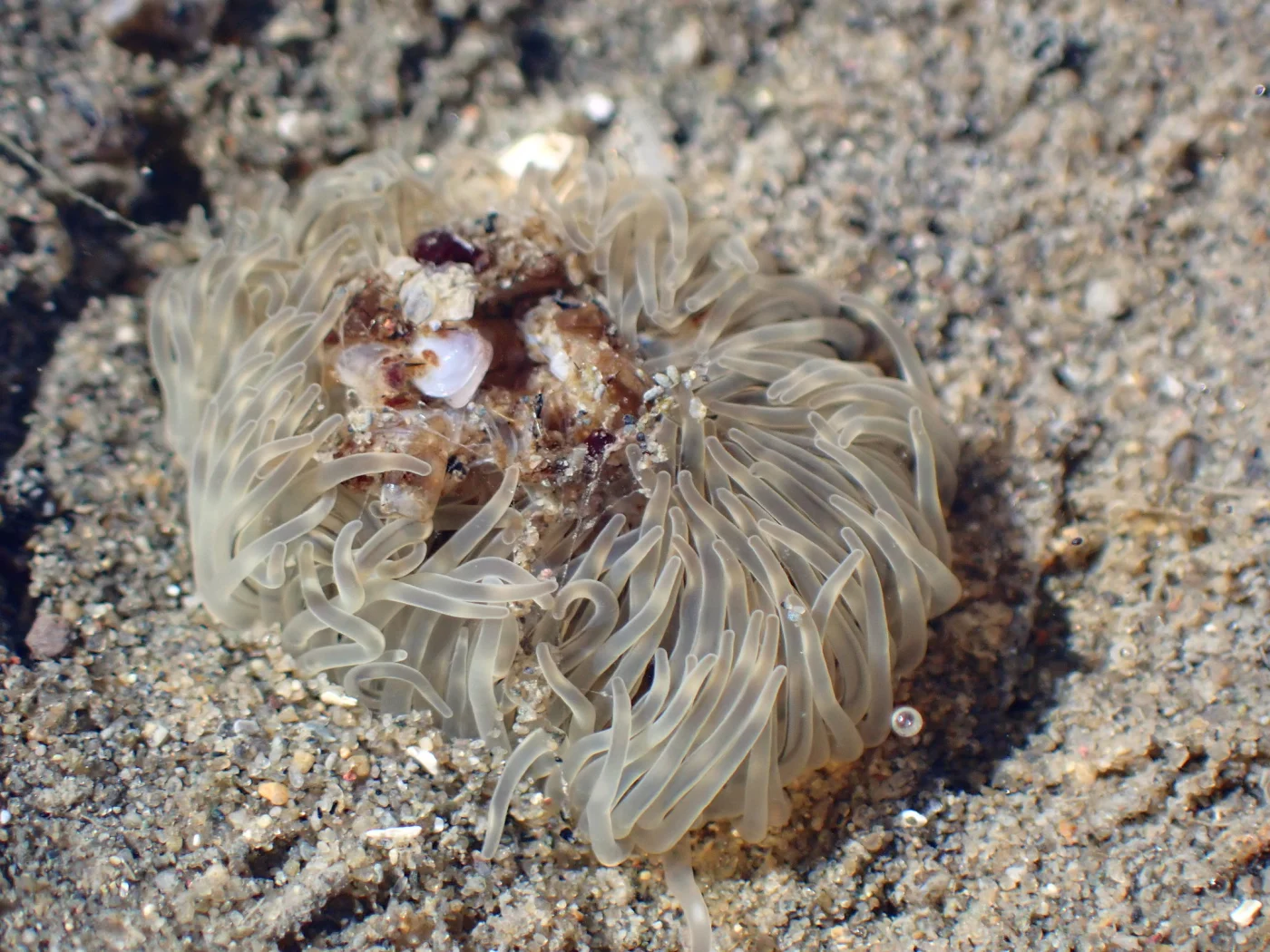Slim Mud-Anemone