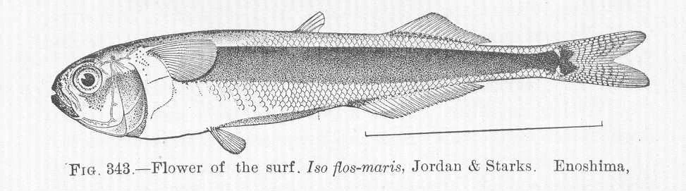 Flosmaris mutsuensis