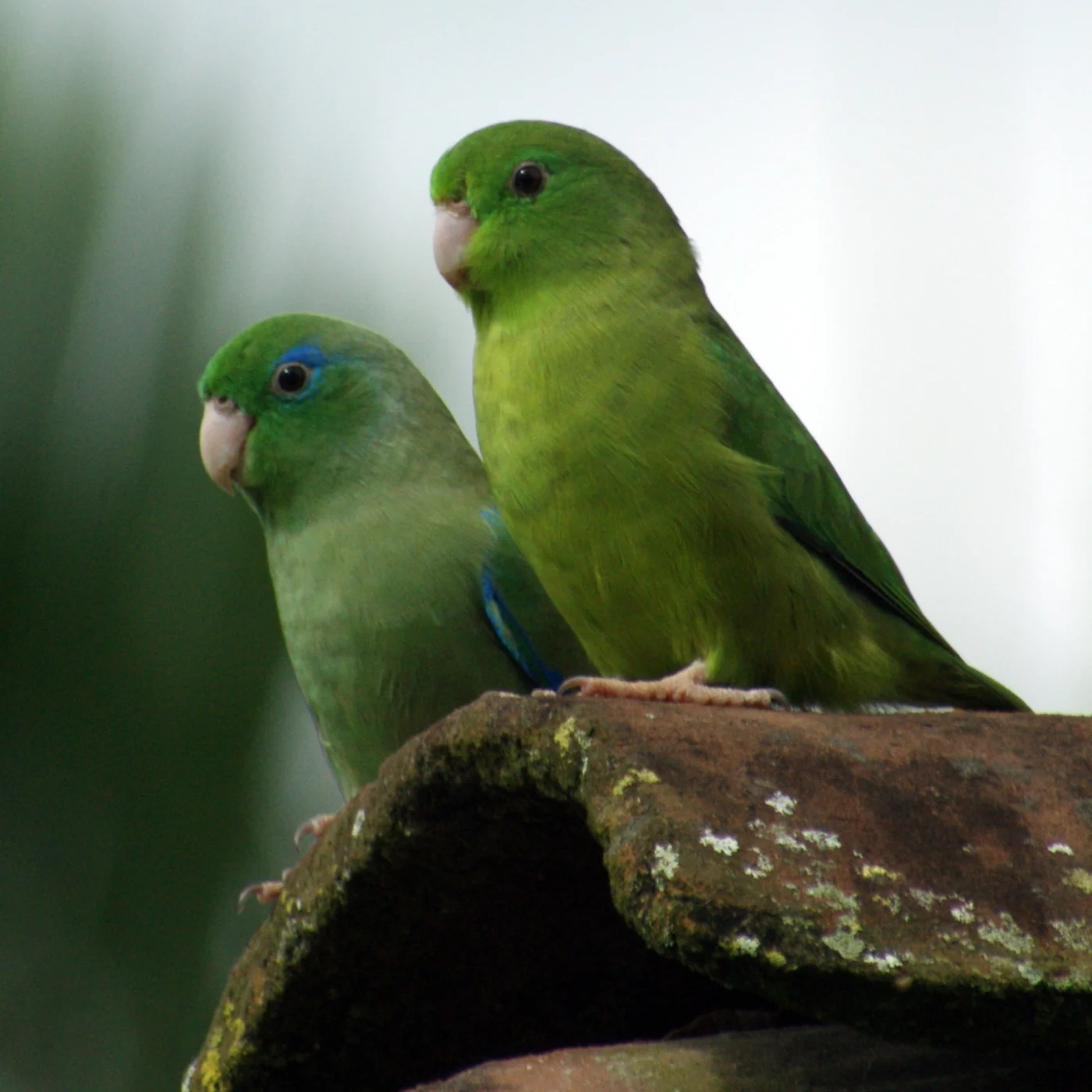 Spectacled Parrotlet