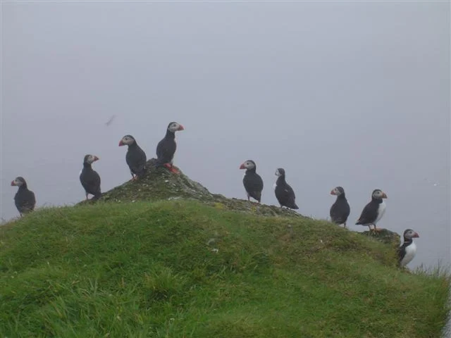Atlantic Puffin