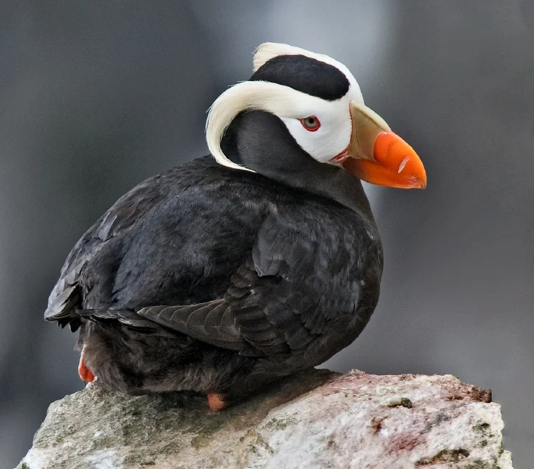 Tufted Auk