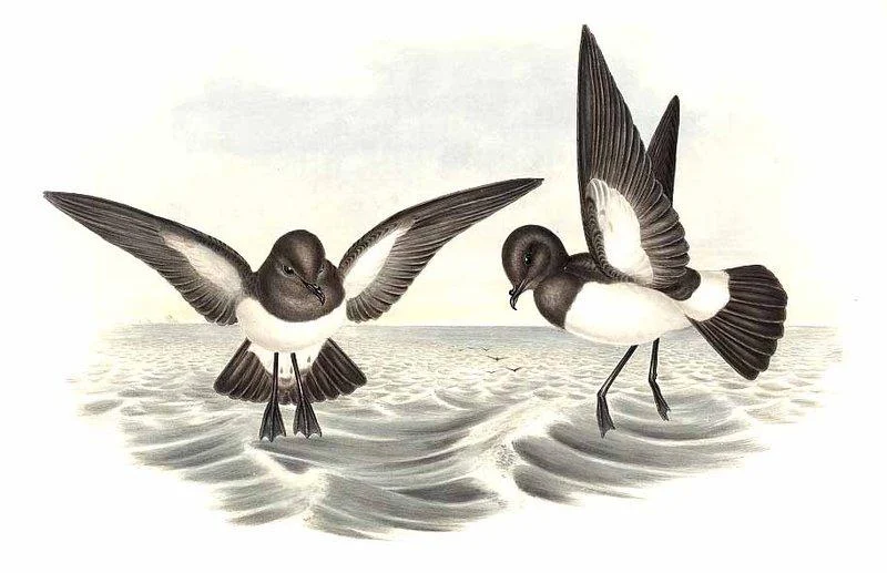 White-bellied Storm-Petrel