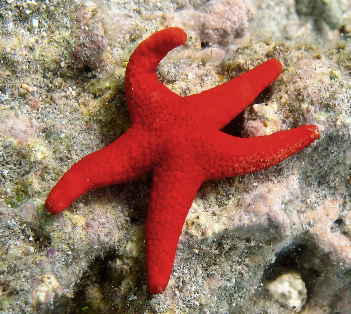 Red Sea Star
