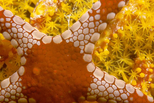 Peppermint Sea Star