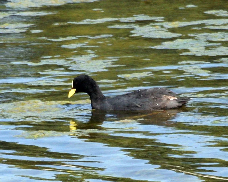 Red-gartered Coot