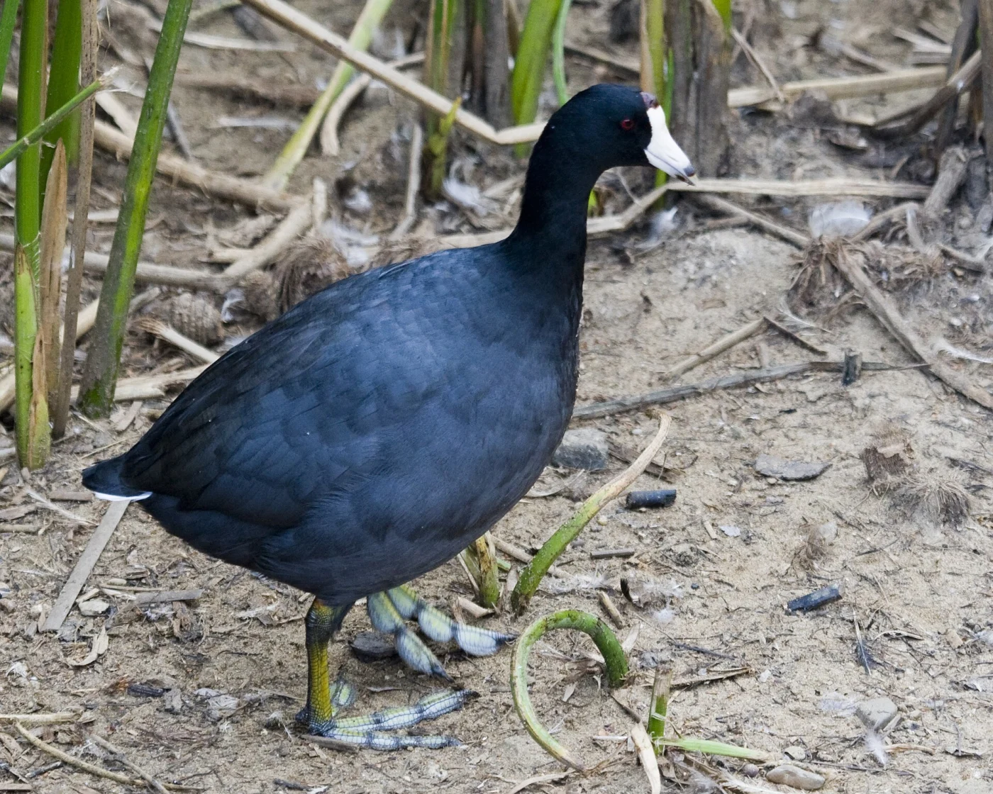 Caribbean Coot