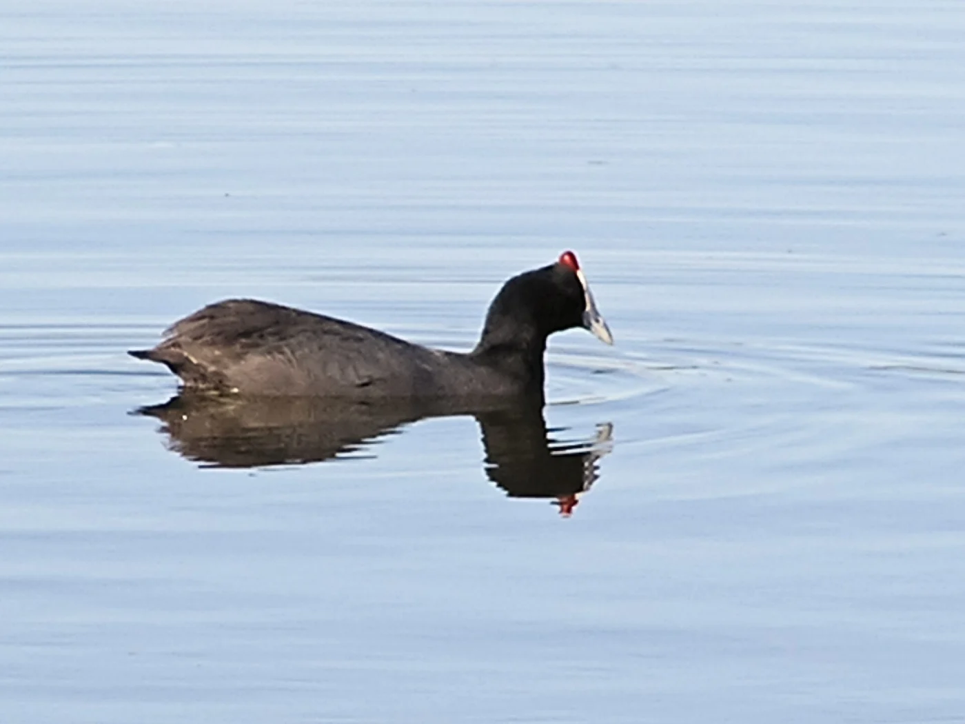 African Coot