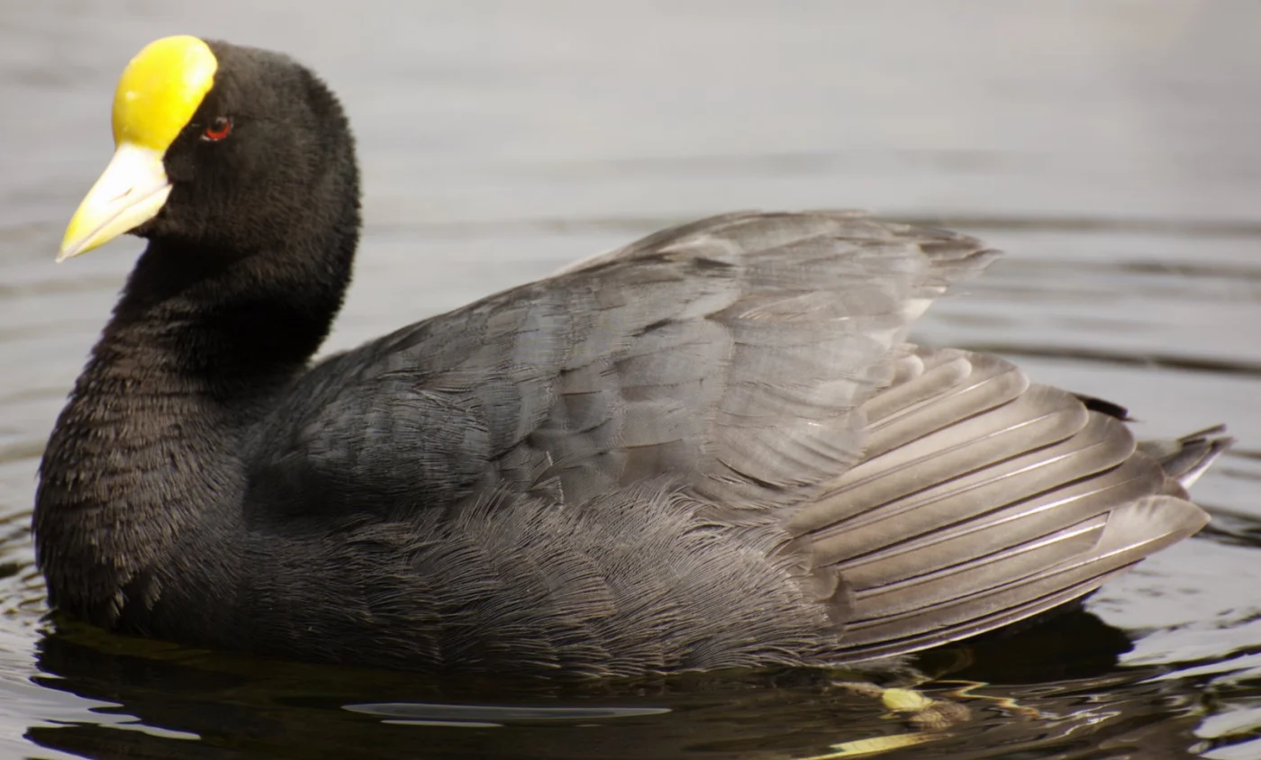 White-winged Coot