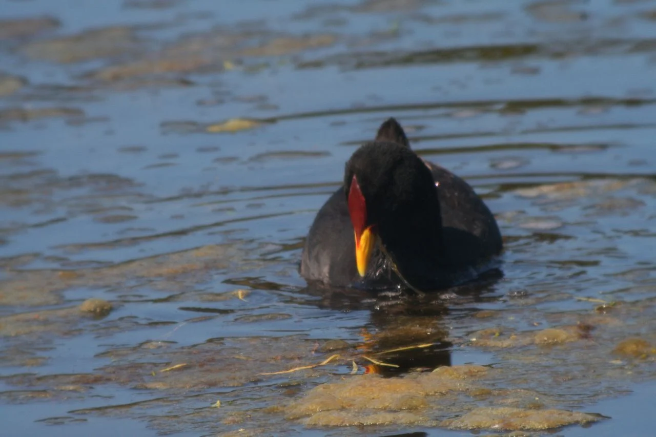 Red-fronted Coot