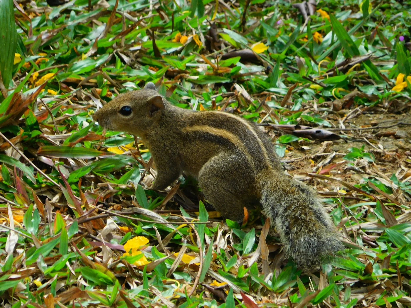 Ardilla de palma de India