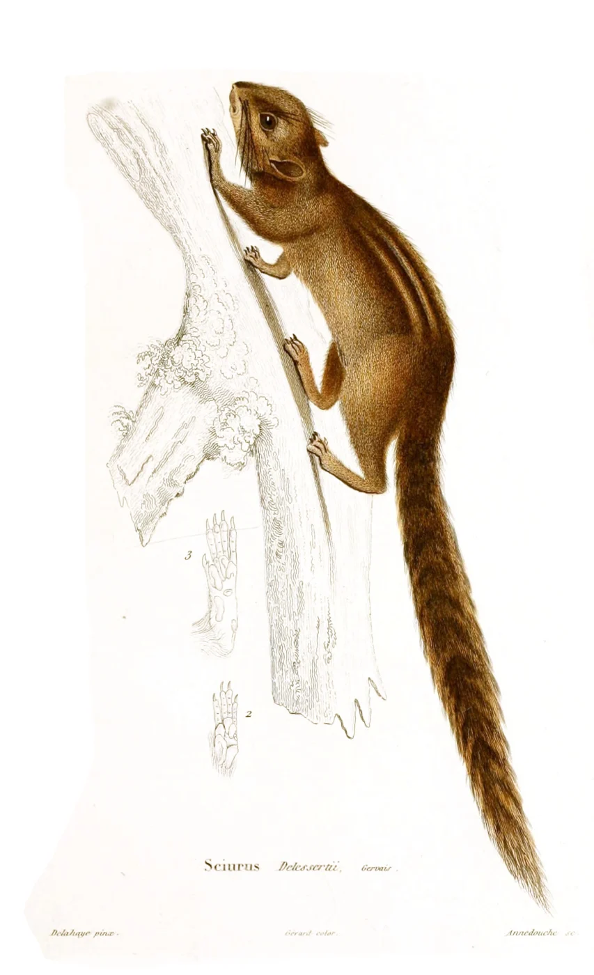 Ardilla de palma oscura