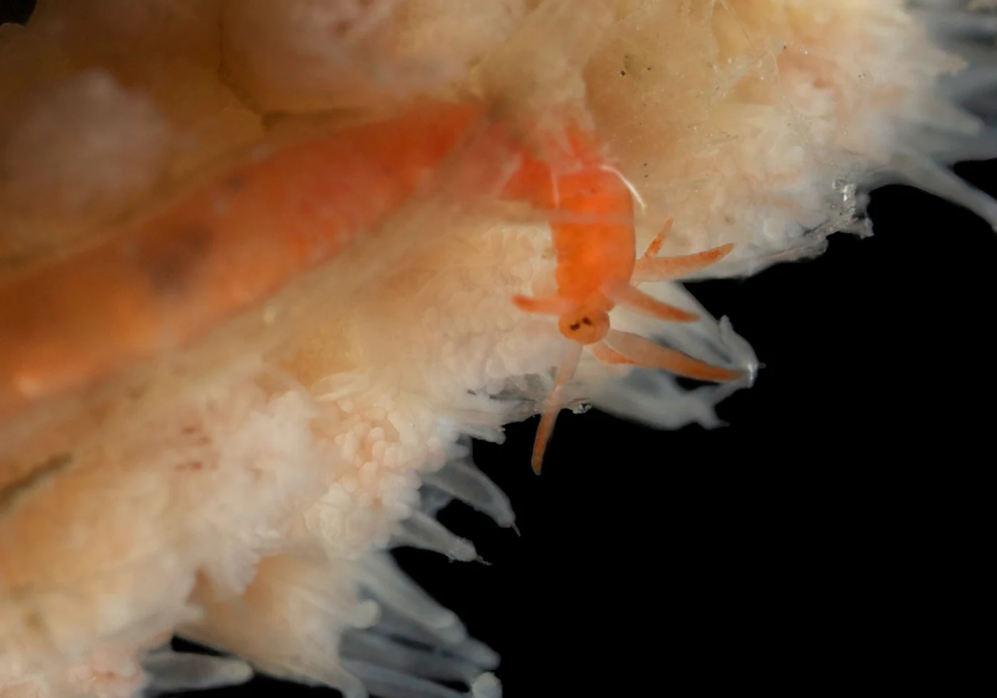 Tall Sea Pen