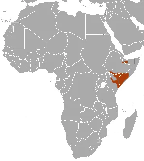 Somali Bushbaby