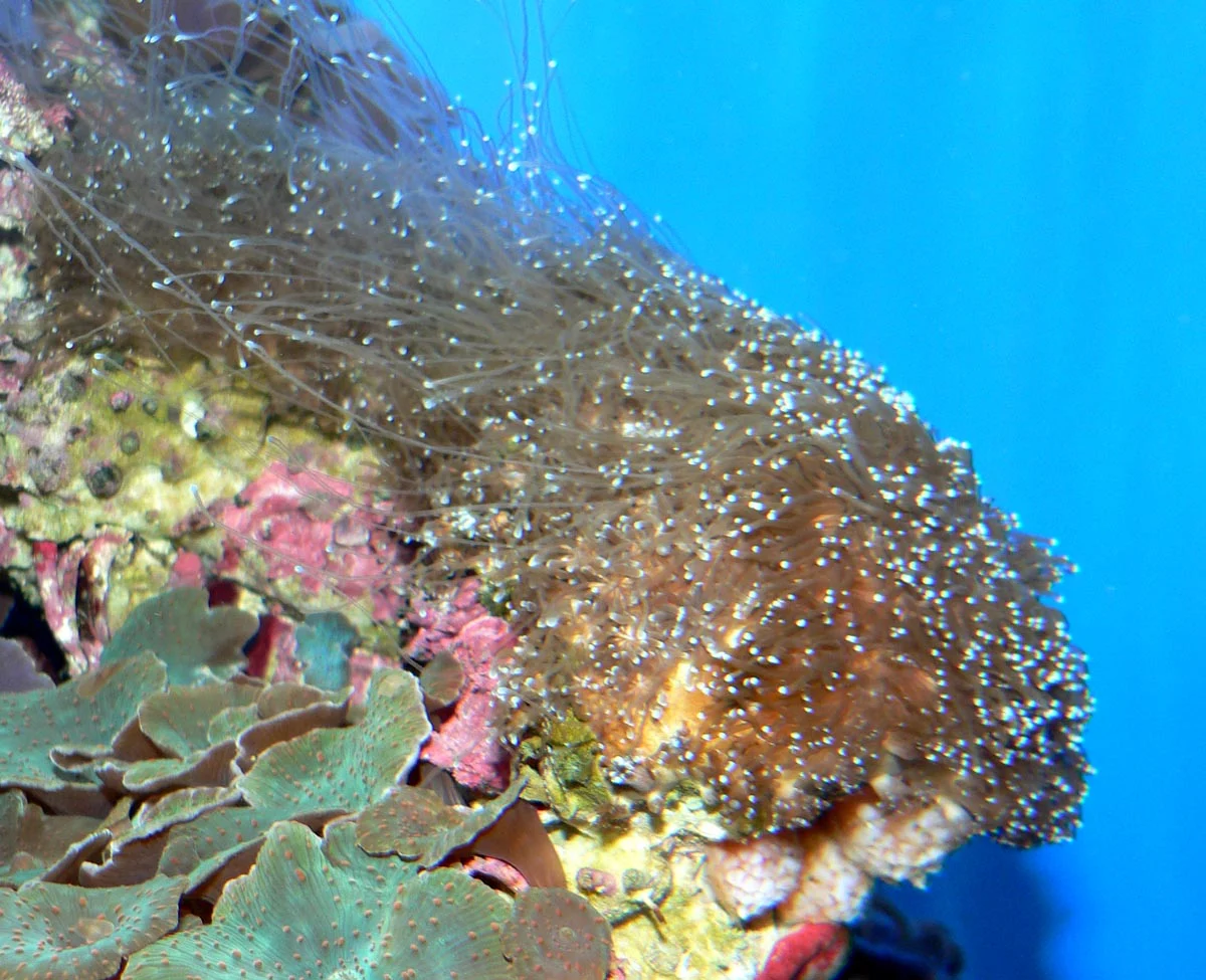 octopus coral