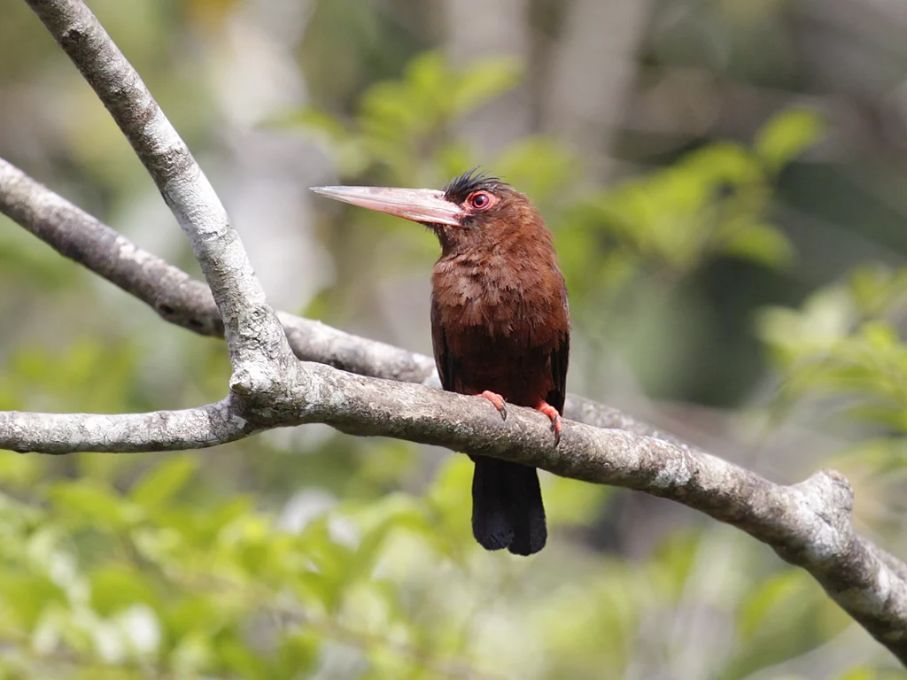 Chestnut Jacamar