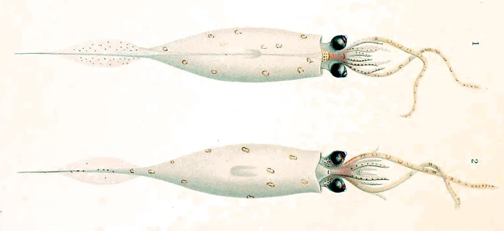 armed cranch squid