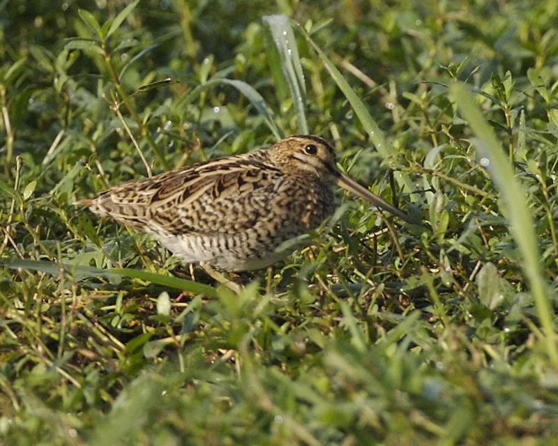 Swinhoe's Snipe
