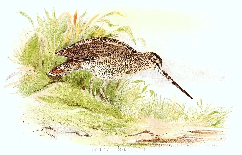 Wood Snipe