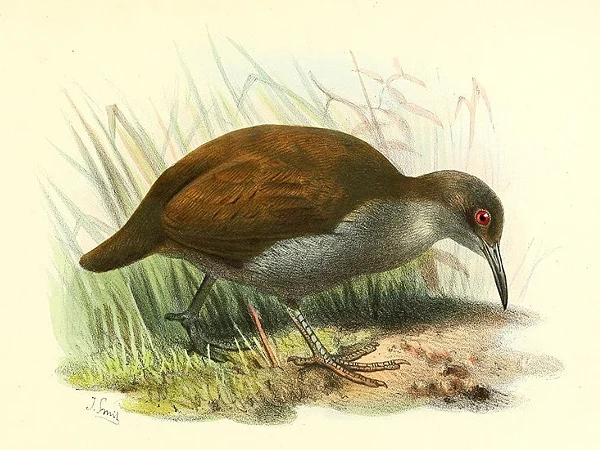 New Caledonian Rail