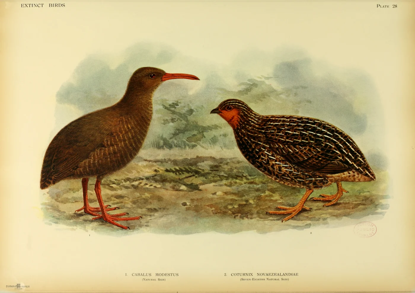 Chatham Islands Rail