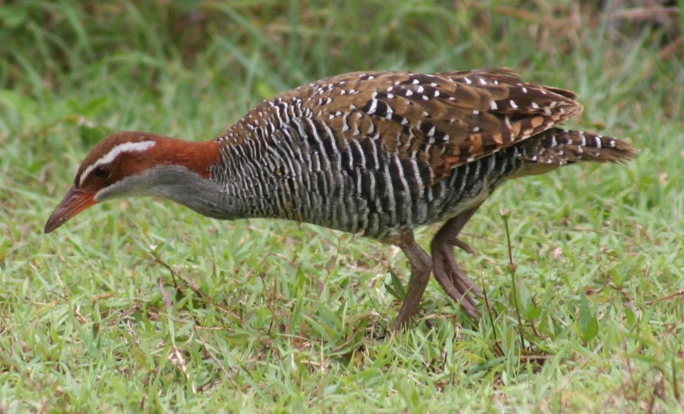 Banded rail