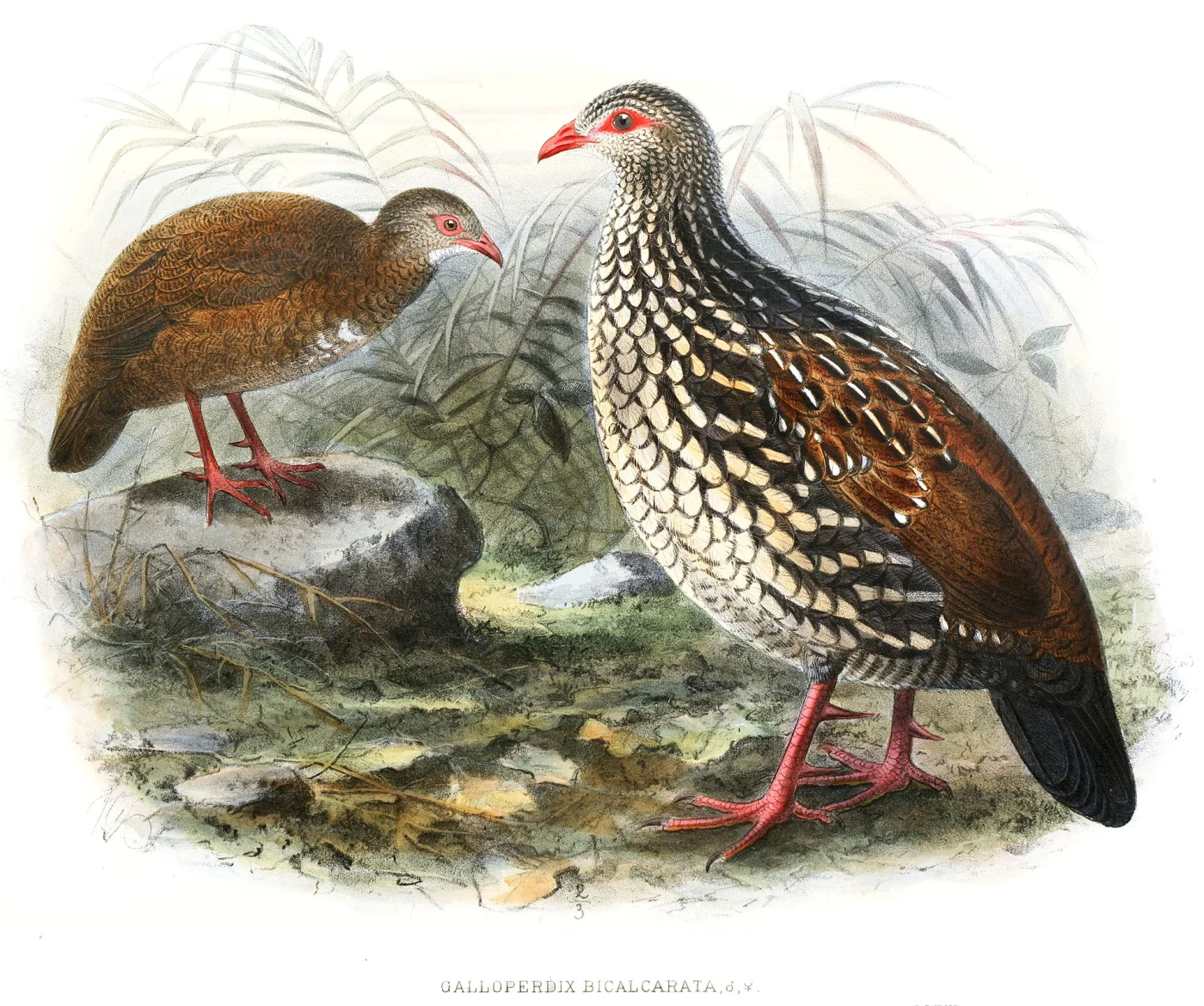 Ceylon Spurfowl