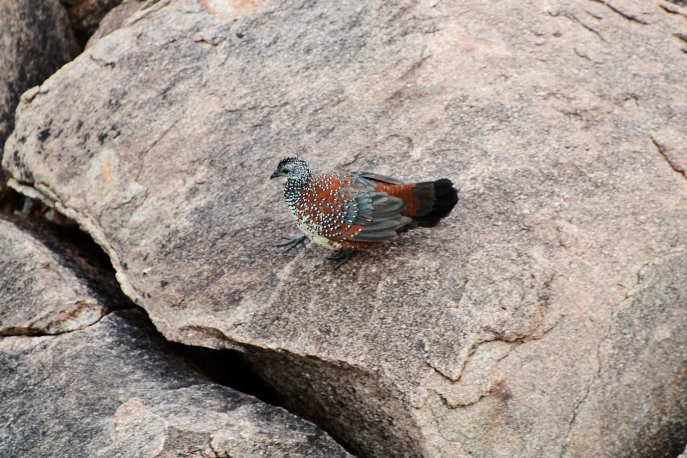 Painted Spurfowl