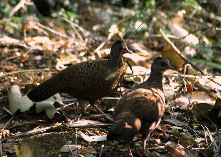 Red Spurfowl