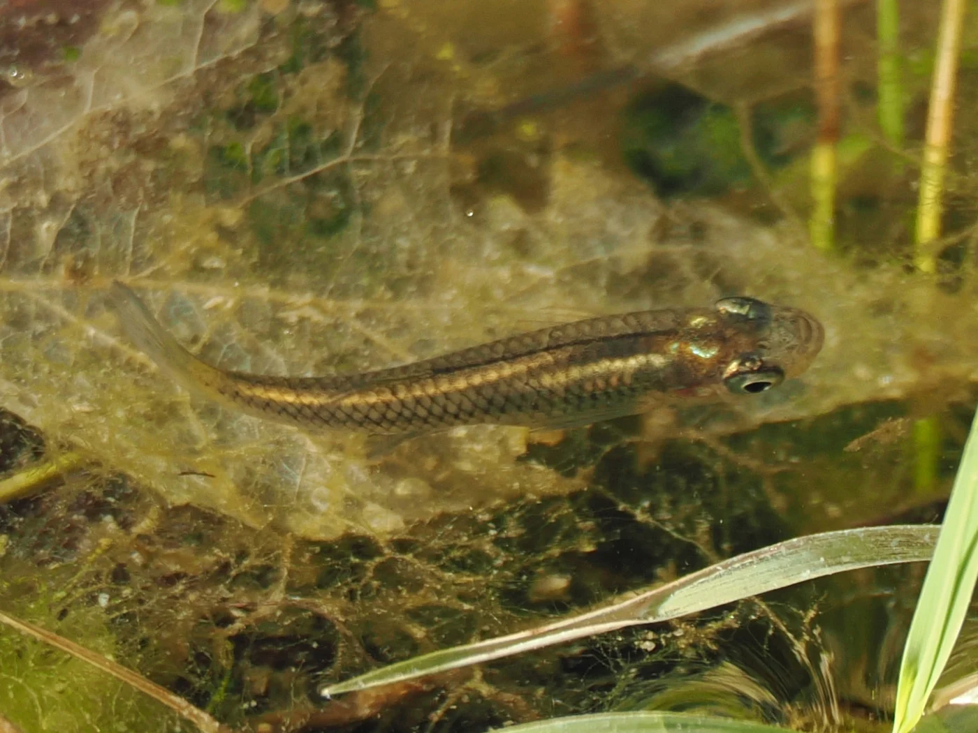 largespring gambusia