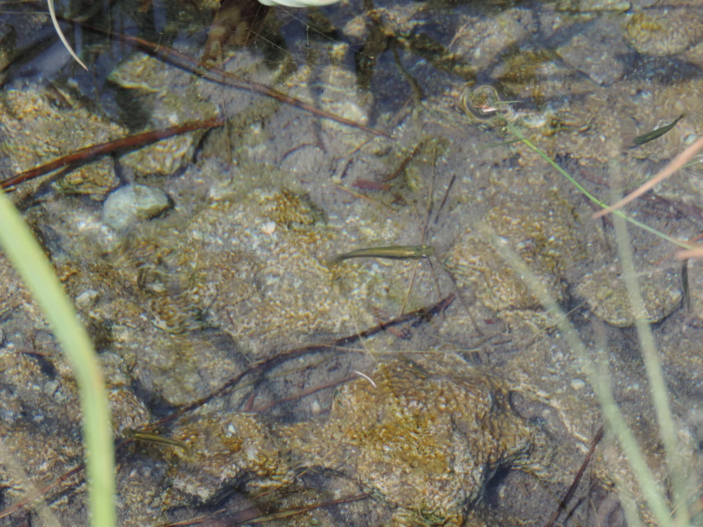 robust gambusia