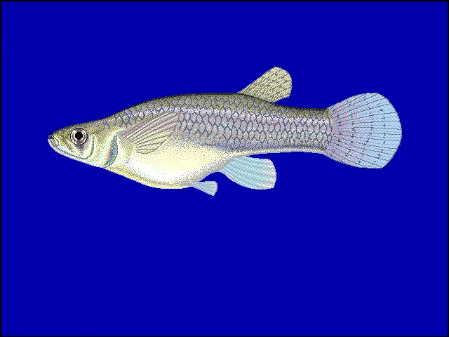 mangrove gambusia