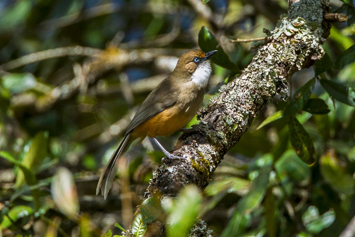 White-throated Laughingthrush
