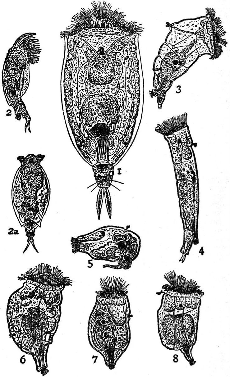 Gastropus hyptopus