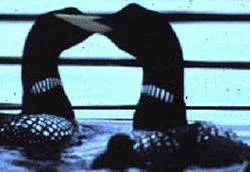 Yellow-billed Loon