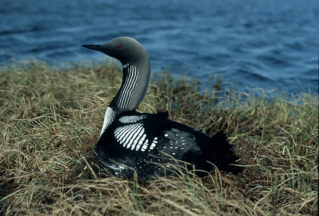 Arctic Diver