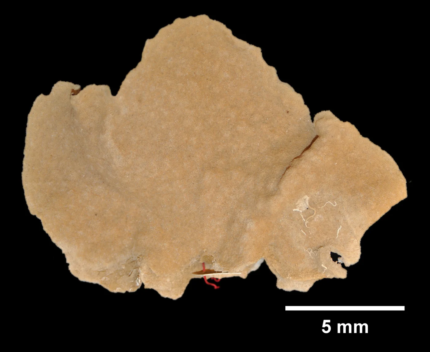 Gemelliporidra magniporosa